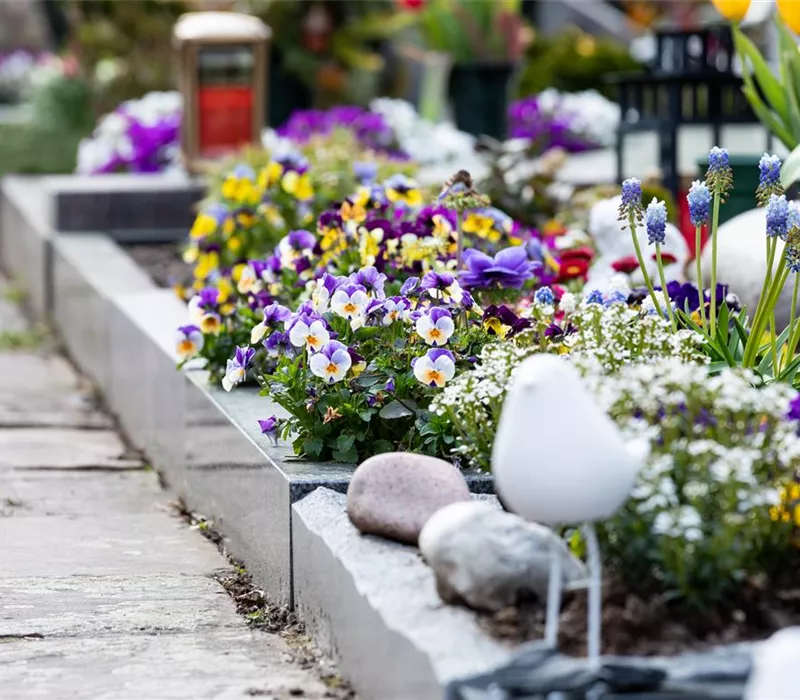 Eine ganzjährige Grabbepflanzung für ein stilvolles Andenken Eine ganzjährige Grabbepflanzung für ein stilvolles Andenken