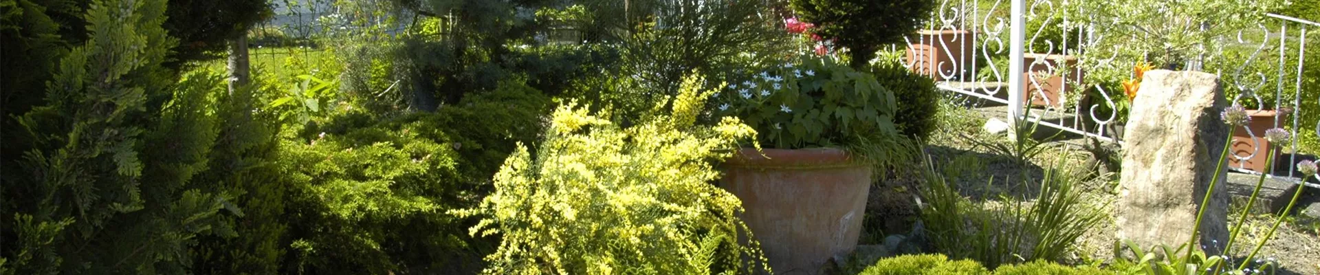 Gartengestaltung mit Koniferen