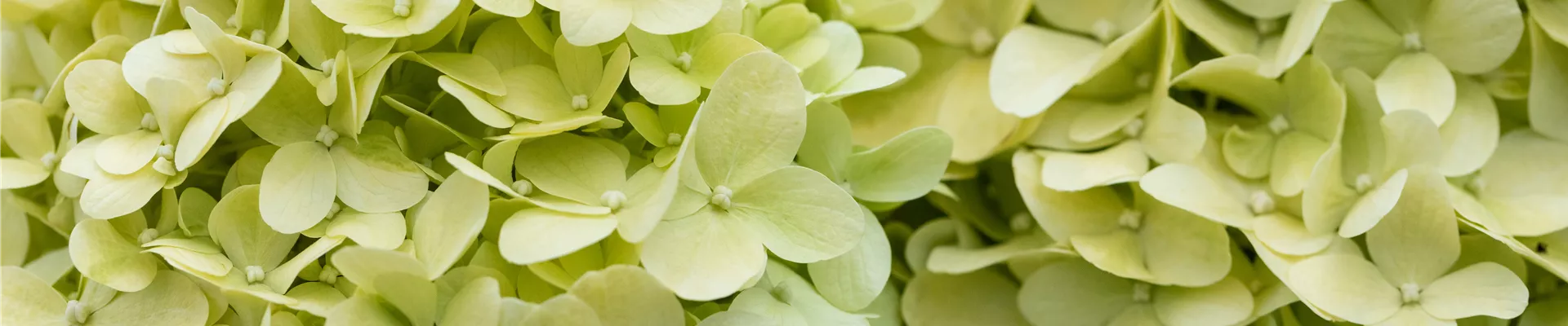 Hydrangea paniculata 'Limelight'(s)