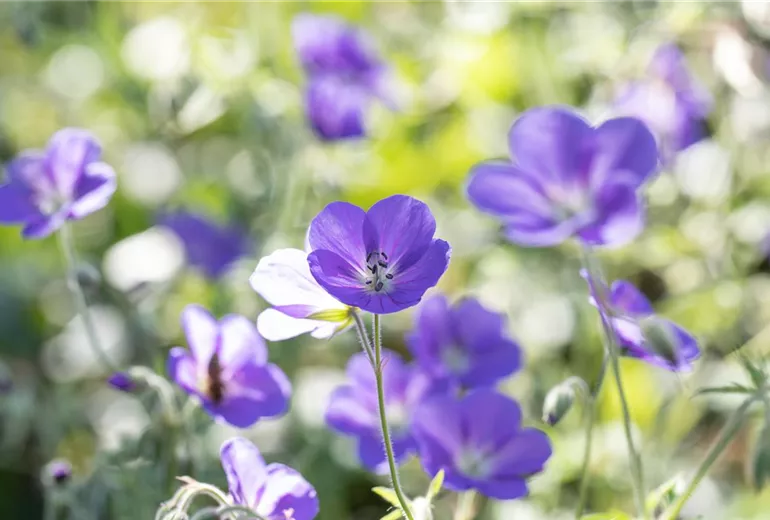 Geranium pratense