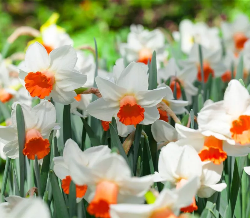Alpenveilchen als Highlight in Haus und Garten Alpenveilchen als Highlight in Haus und Garten