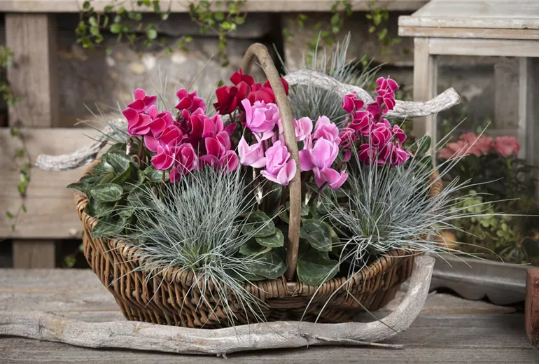 Cyclamen persicum