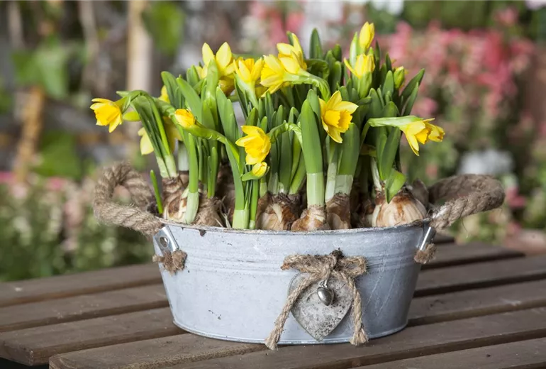 Narcissus cyclamineus
