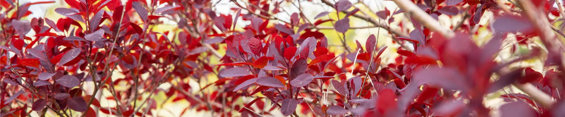 Cotinus coggygria, rot