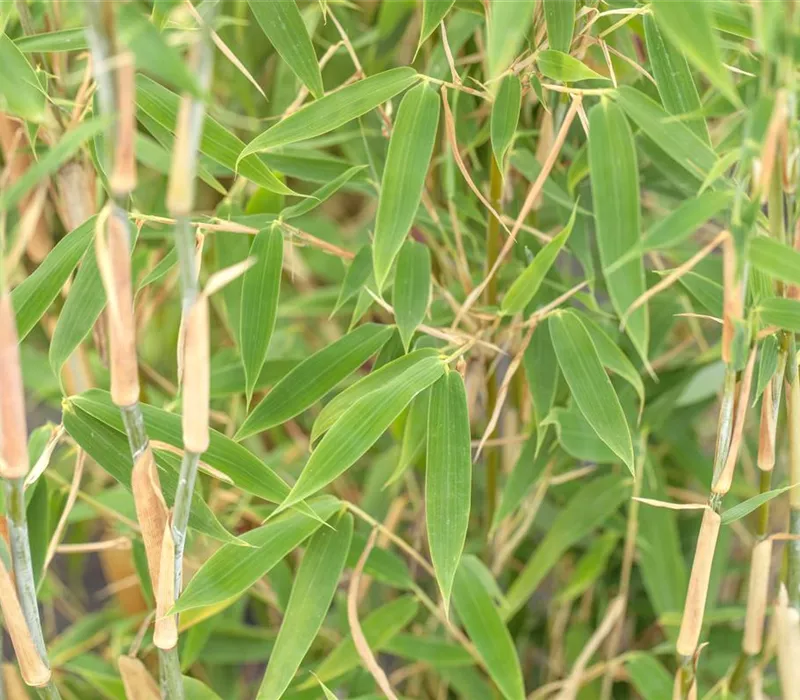 Begleitpflanzen für Bambus, die ihn in Szene setzen Begleitpflanzen für Bambus, die ihn in Szene setzen