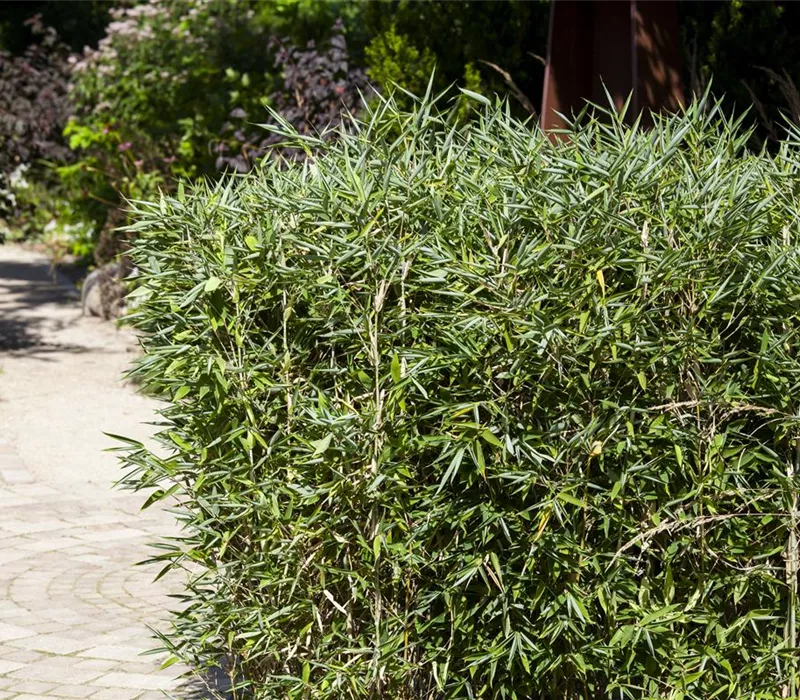 Bambus kaufen und einen Hauch Fernost genießen Bambus kaufen und einen Hauch Fernost genießen