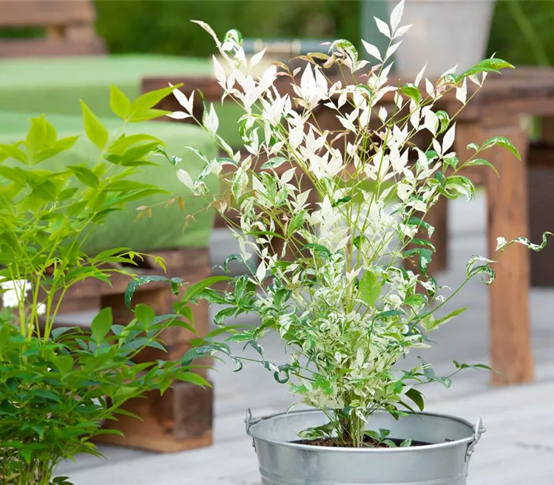 Bambus pflegen und Garten und Balkon verschönern Bambus pflegen und Garten und Balkon verschönern