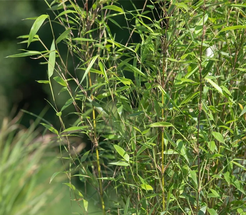 Besonderheiten beim Bambus kennen und lieben lernen Besonderheiten beim Bambus kennen und lieben lernen