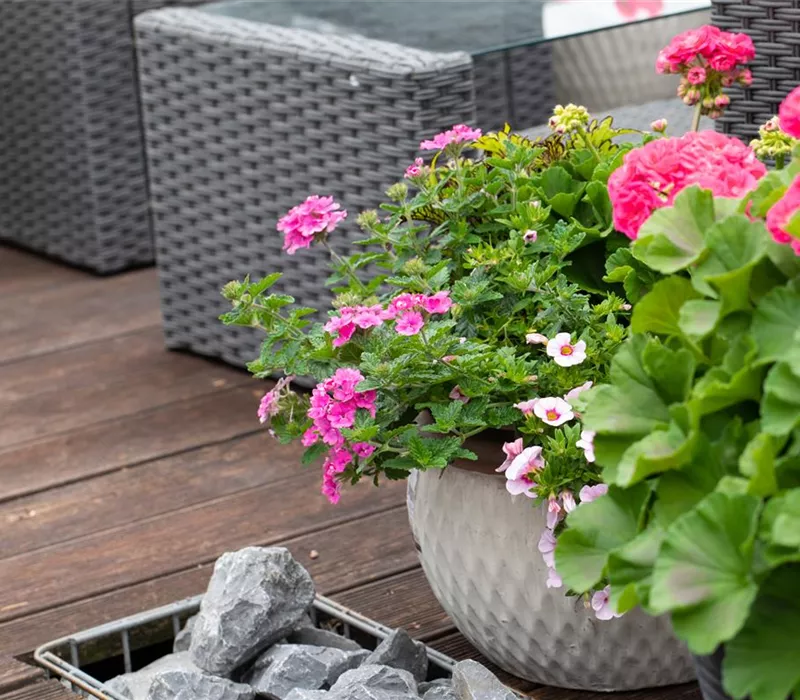 Beet- und Balkonpflanzen – Die schönsten Kandidaten Beet- und Balkonpflanzen – Die schönsten Kandidaten