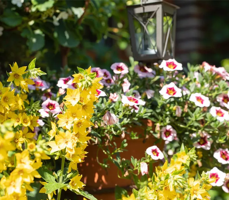 Beet- und Balkonpflanzen kaufen ist immer eine gute Idee Beet- und Balkonpflanzen kaufen ist immer eine gute Idee
