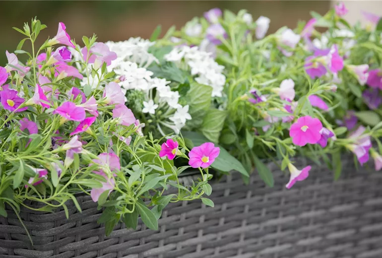 Calibrachoa, rosa