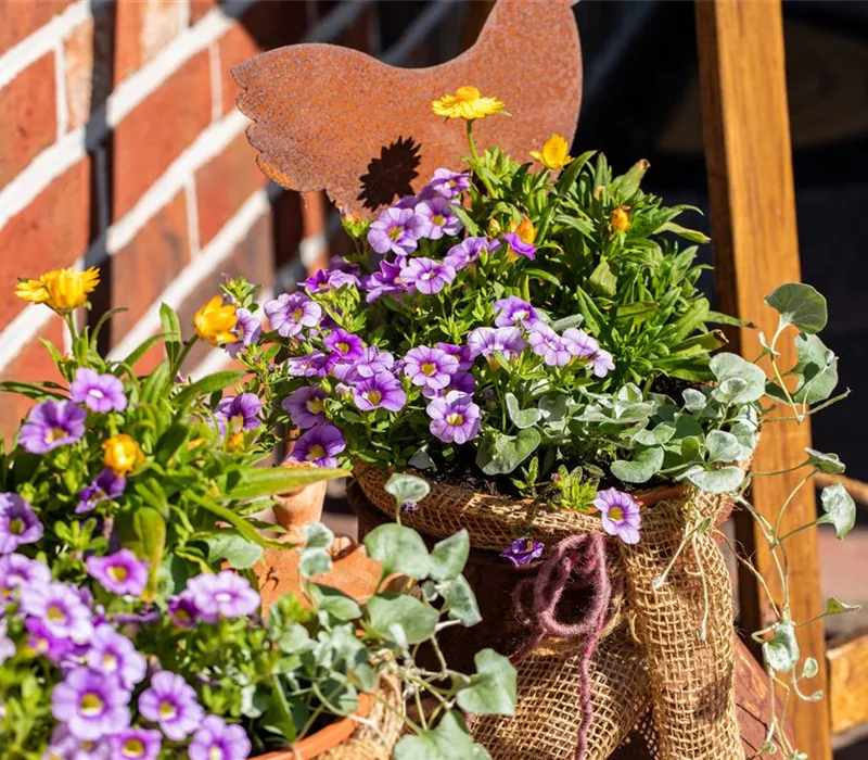 Beet- und Balkonpflanzen pflegen und bunte Blüten bewundern Beet- und Balkonpflanzen pflegen und bunte Blüten bewundern