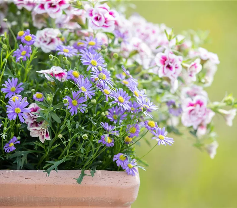 Beet- und Balkonpflanzen schneiden – Ja oder nein? Beet- und Balkonpflanzen schneiden – Ja oder nein?