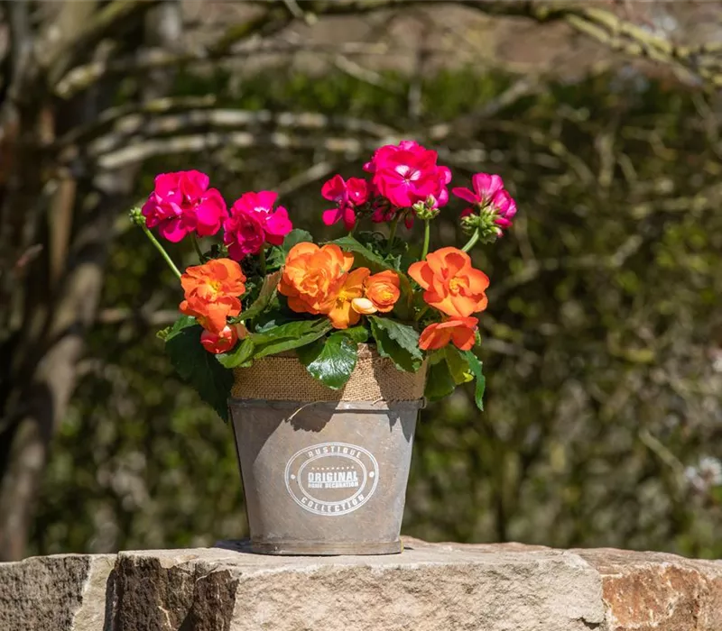 Begonien als blühende Akzente für Balkon und Garten Begonien als blühende Akzente für Balkon und Garten