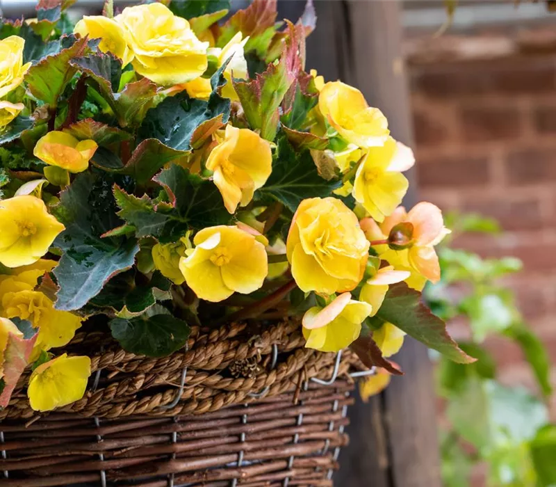 Begonien pflanzen und pflegeleichte Blüten bewundern