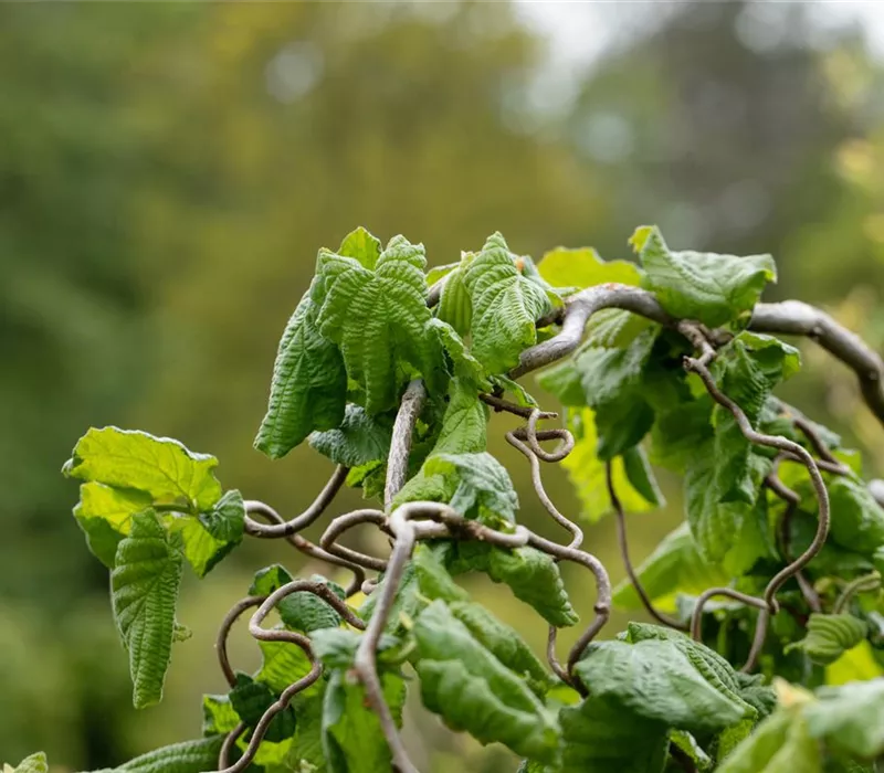Beliebte Laubgehölze für den eigenen Garten Beliebte Laubgehölze für den eigenen Garten