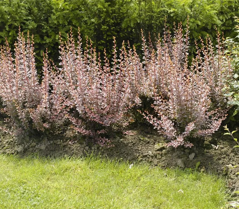 Berberitzen bereichern den Garten in jeder Hinsicht Berberitzen bereichern den Garten in jeder Hinsicht