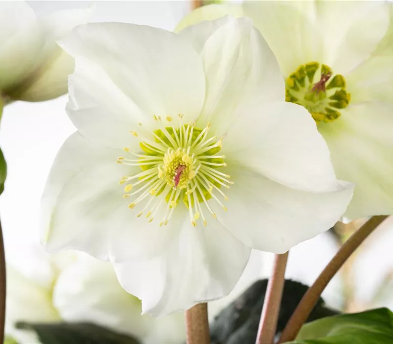 Christrosen im Garten als Blütenhighlight im Winter