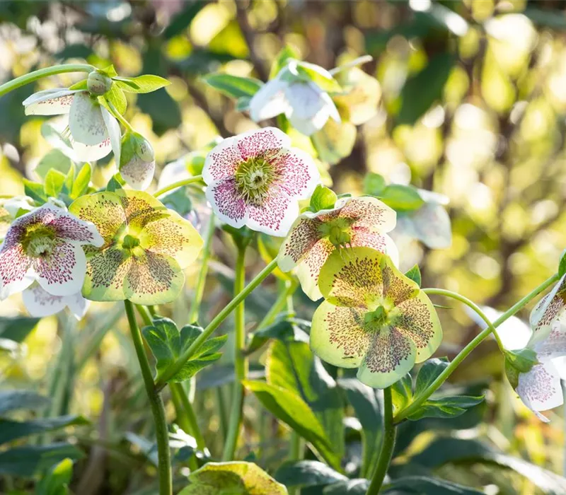 Christrosen pflanzen und für elegante Blüten sorgen