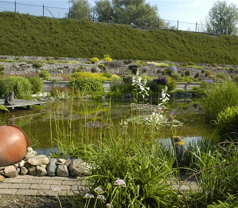 Den Gartenteich bepflanzen mit den schönsten Kandidaten