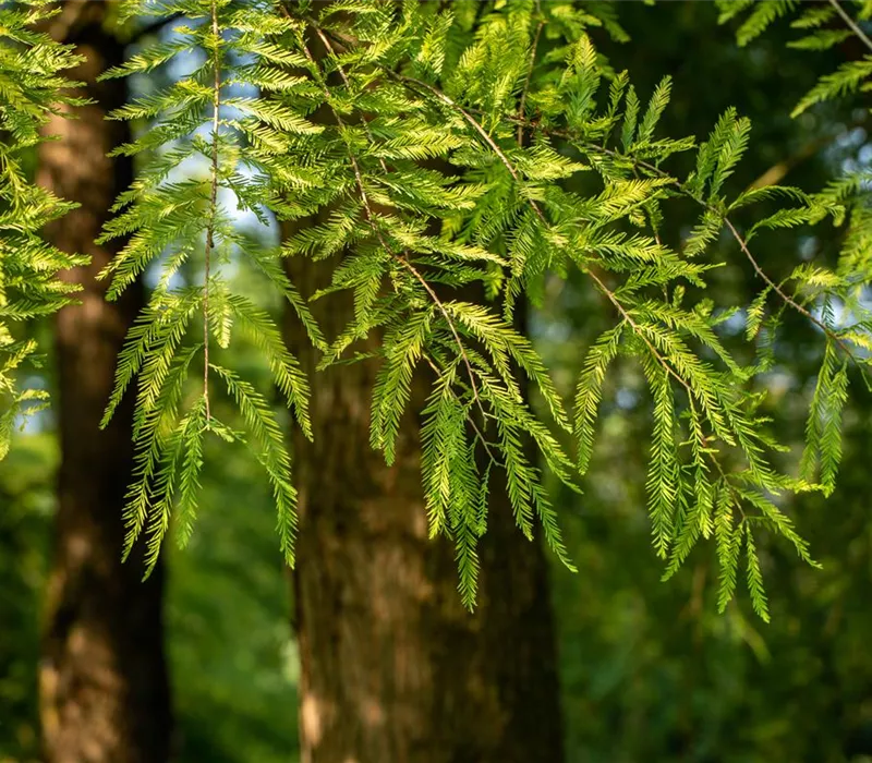 Die beliebtesten Nadelgehölze – Stars mit Nadeln im Garten