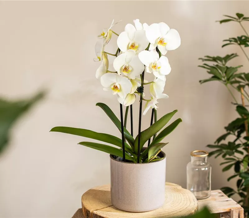 Die beliebtesten Orchideen für echte Pflanzenfans