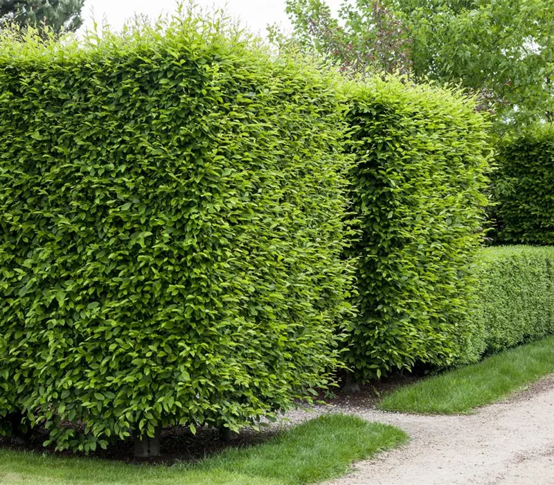 Die Hainbuche als pflegeleichter Star im Garten