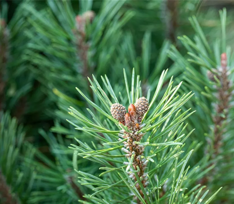 Die passenden Nadelgehölze für jeden Standort im Garten