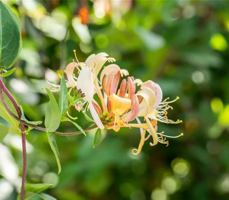 Die Vielfalt der Kletterpflanzen – Hoch hinaus in bunten Farben