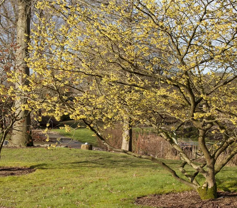 Eine Zaubernuss als Bereicherung im eigenen Garten