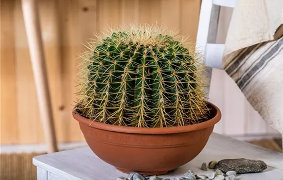 Kakteen und Sukkulenten richtig pflanzen leicht gemacht