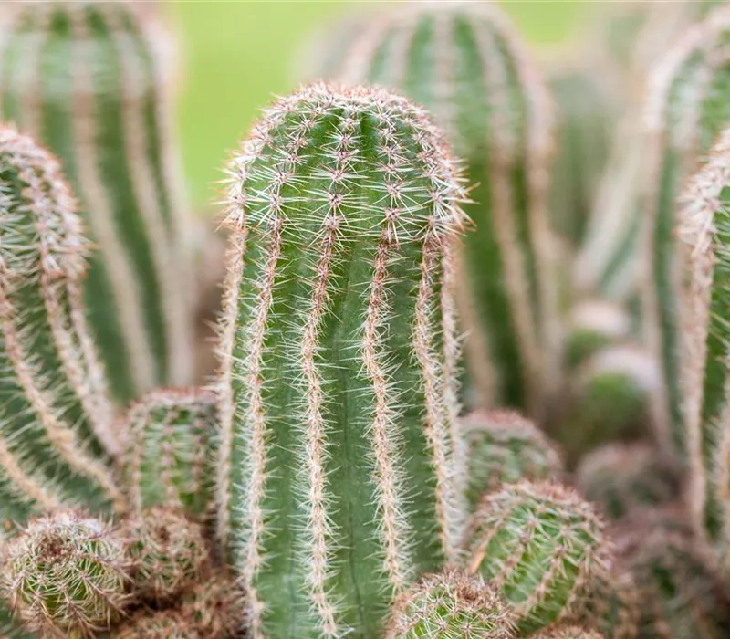 Kakteen und Sukkulenten pflegen für glückliche Pflanzenfreunde Kakteen und Sukkulenten pflegen für glückliche Pflanzenfreunde