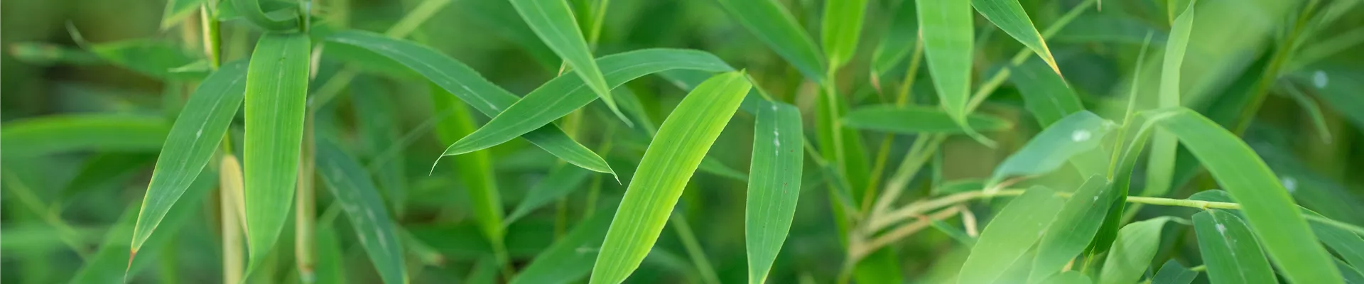 Fargesia rufa