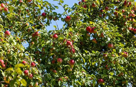 Obstgehölze einpflanzen und einen Naschgarten erschaffen