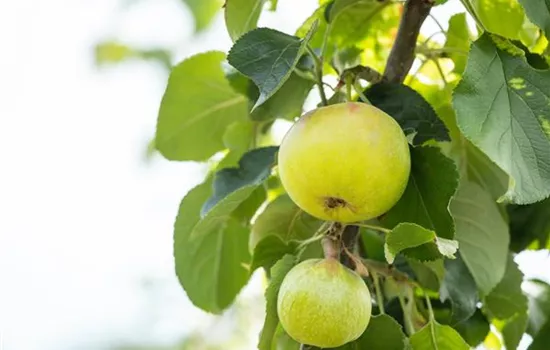 Obstgehölze kaufen und einen eigenen Naschgarten anlegen