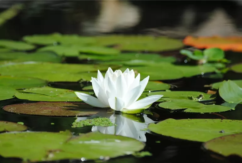 Nymphaea alba