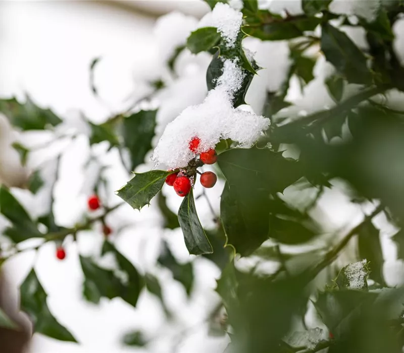 Gartenarbeit im Winter – Vorsicht bei Frost!